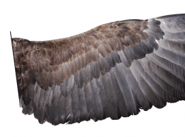 Nueva Acrópolis - Simbolismo de las alas