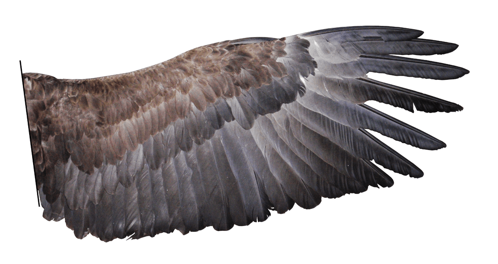 Nueva Acrópolis - Simbolismo de las alas