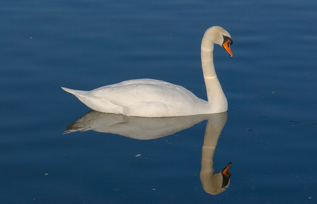 Nueva Acrópolis: El cisne