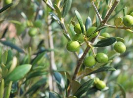 Nueva Acrópolis - Simbolismo olivo