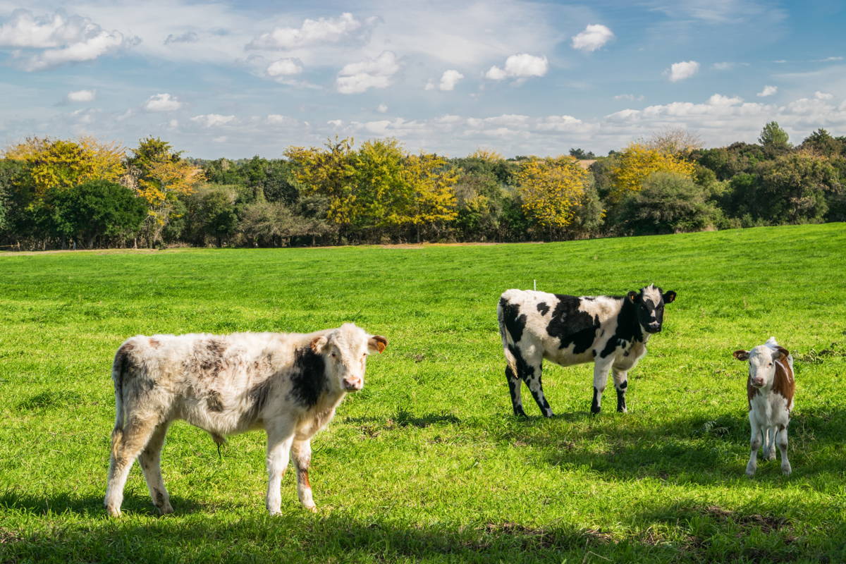 Vacas en Uruguay