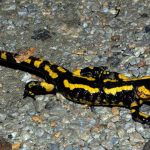 Simbolismo de… la salamandra