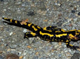 Simbolismo salamandra