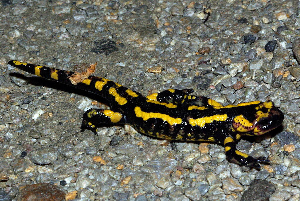 Simbolismo salamandra