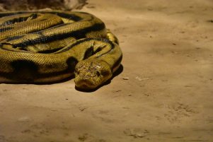 simbolismo de la serpiente