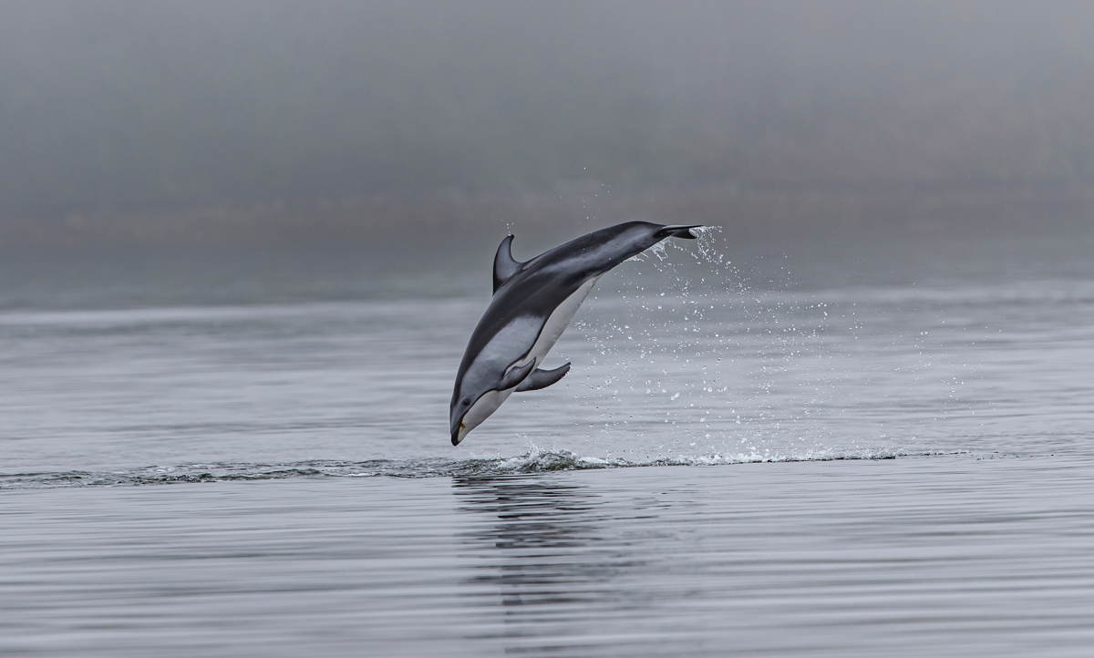 simbolismo delfín