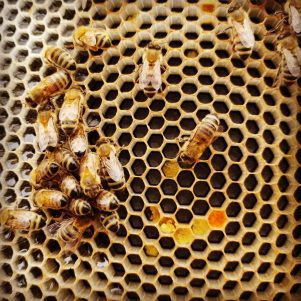 Simbolismo abeja