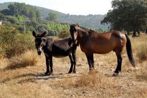 Asno y caballo