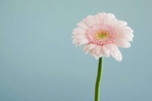 simbolismo de la flor