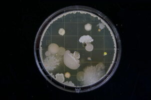 Bacterias