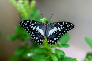 símbolo de la mariposa