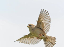 símbolo del pájaro