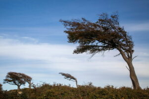 árboles movidos por el aire
