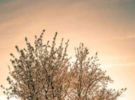 primavera y filosofía