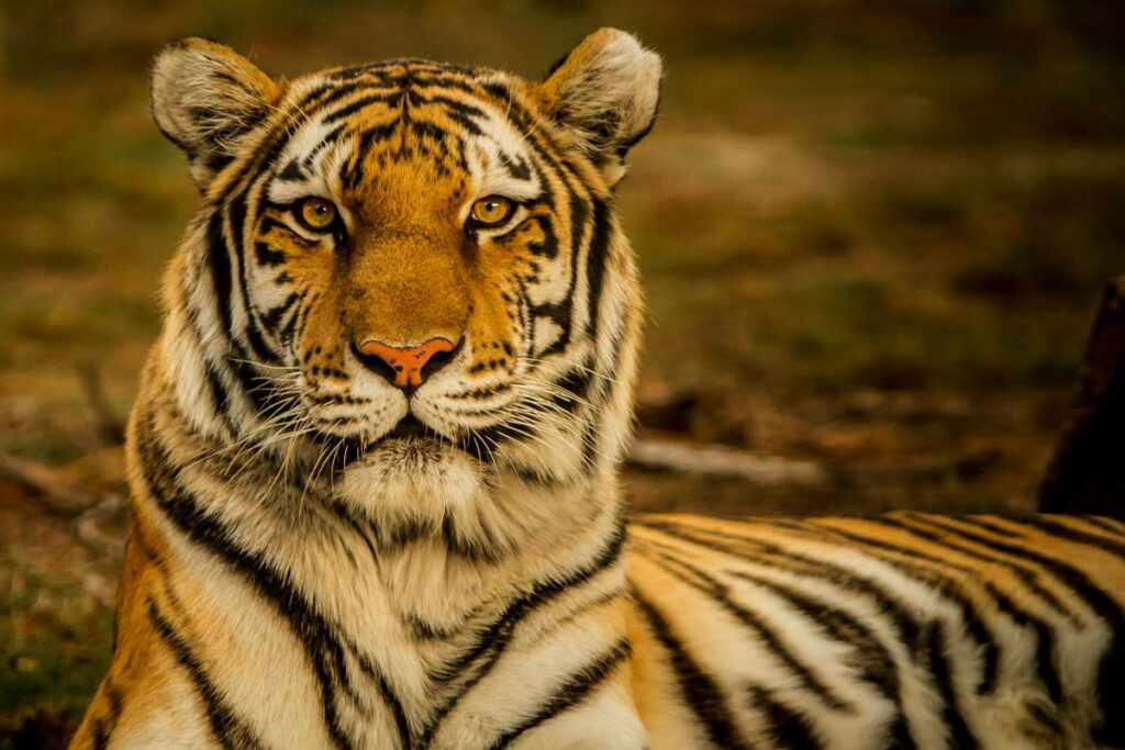 Tigre