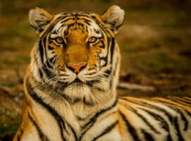 Tigre